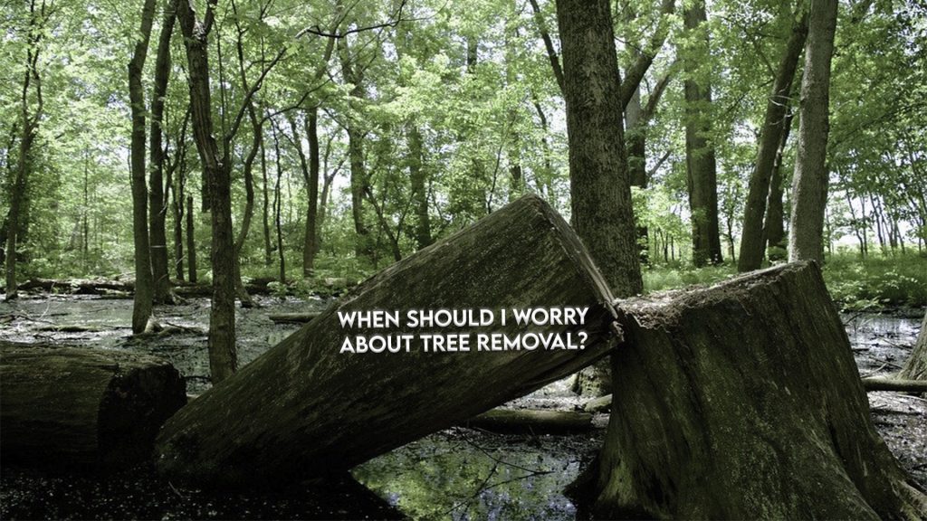 Home Damage, Land clearing, Ground Clearing, site development, Steelwrist Equipment, lot clearing near me, Land clearing, Ground Clearing, site development, Steelwrist Equipment, lot clearing near me, tree removal services | Grovin Farms, FL