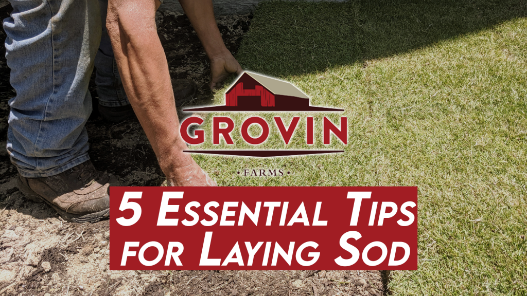 Tips for laying sod, bahiagrass sod, sod farms near Ocala, bahia sod, St. Augustine sod, sod installation | Grovin Farms, FL