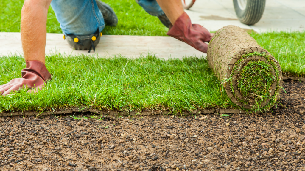 argentine bahiagrass and st. augustine grass